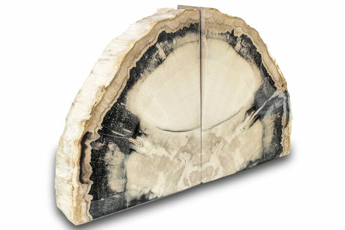 Tall, Oregon Petrified Wood Bookends - Top Quality Polish #300618